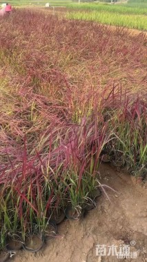 高度20厘米血草