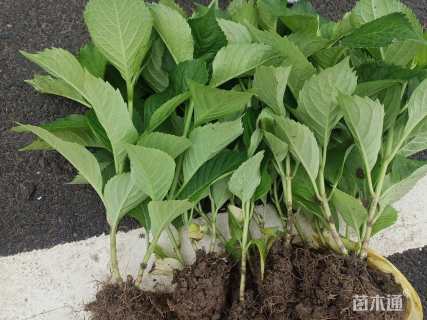 高度25厘米八仙花