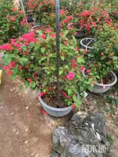 高度80厘米三角梅