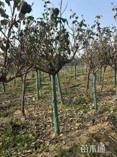 高度100厘米月季