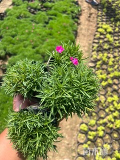 高度15厘米欧石竹