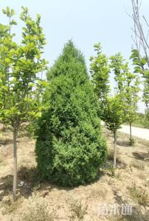 高度150厘米柏树