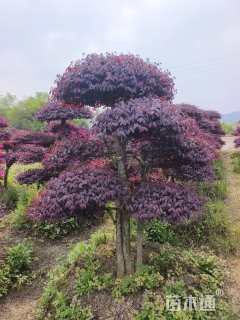 12公分造型红花继木桩