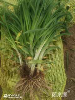 高度30厘米金娃娃萱草