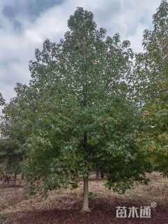 10公分北美枫香