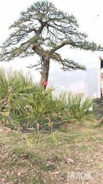 高度260厘米别墅松