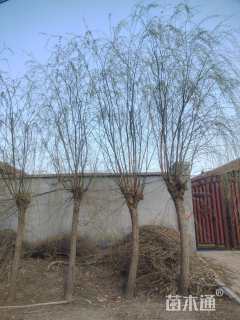 18公分柳树