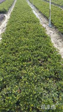 高度20厘米紫鹃