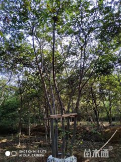 20公分丛生朴树