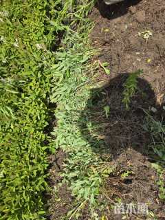 高度30厘米金丝桃