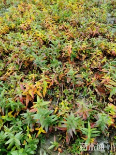 千屈菜