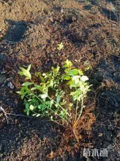 高度30厘米绣线菊