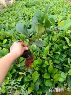 高度30厘米石榴