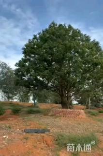 高度800厘米香叶树