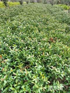 高度30厘米小叶栀子