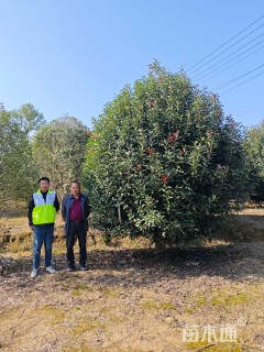 15公分红叶石楠