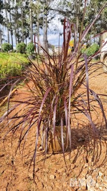 高度60厘米紫叶狼尾草