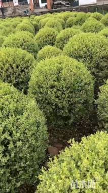 冠幅100厘米银姬小蜡球