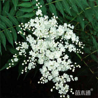 高度60厘米珍珠梅