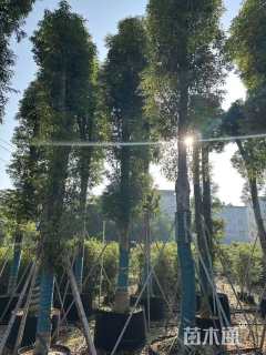 20公分金丝楠木