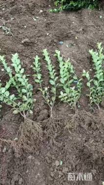 高度40厘米卫矛小苗