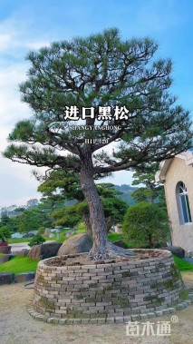 高度100厘米黑松