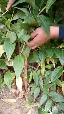 高度180厘米金银木