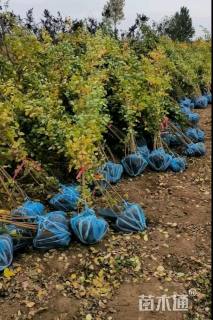 高度50厘米胡枝子