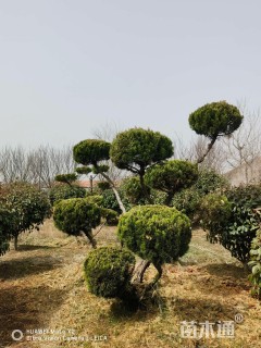 高度300厘米龙柏