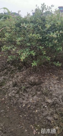 冠幅60厘米火棘球