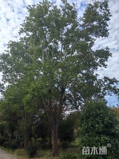 原生苗乌桕