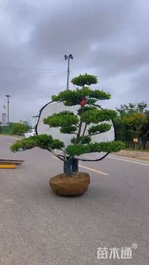 12公分造型黄杨