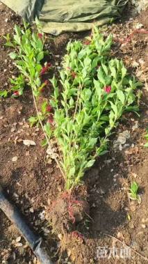 高度50厘米红王子锦带