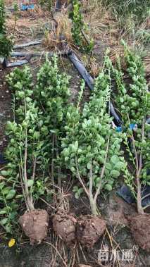 高度180厘米北海道黄杨