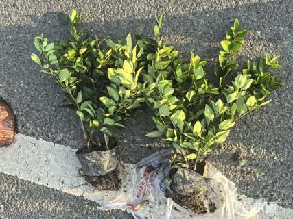 高度35厘米亮晶女贞小苗