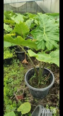 高度70厘米海芋