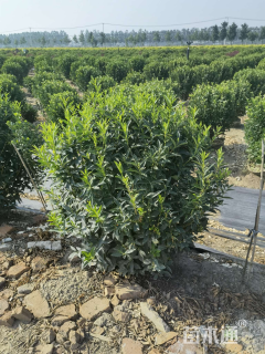 高度80厘米连翘