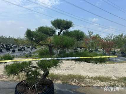 10公分造型黑松