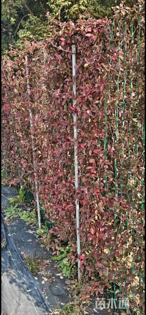 180厘米风车茉莉