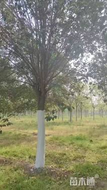 21公分大叶女贞