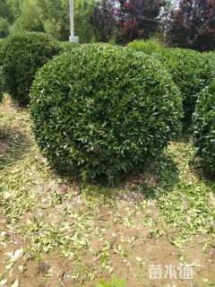 冠幅100厘米大叶黄杨球