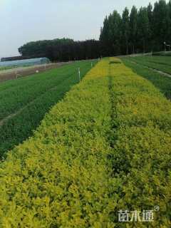 高度25厘米金叶女贞