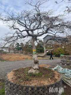 高度350厘米羽毛枫