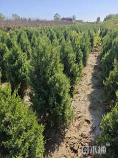 高度200厘米塔桧