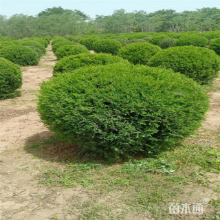 冠幅50厘米蜀桧柏球