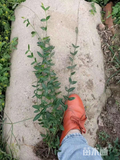20厘米小叶扶芳藤