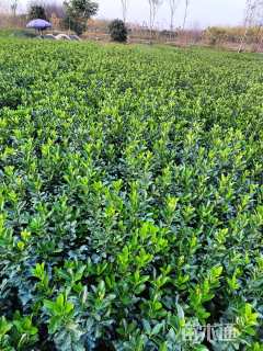 高度49厘米大叶黄杨