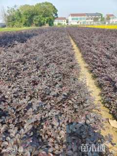 高度35厘米红花继木小苗