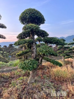 18公分造型椤木石楠