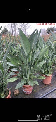 高度120厘米鹤望兰